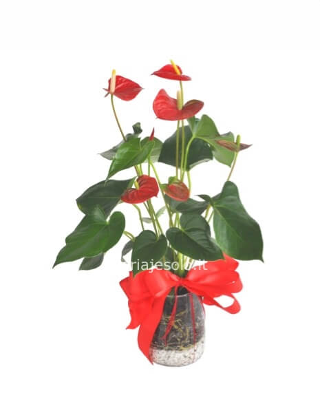 Pianta anthurium