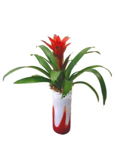 Pianta di guzmania (colore secondo disponibilità)