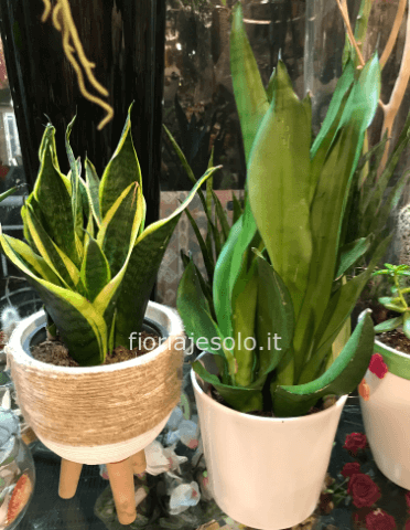 Pianta di sansevieria