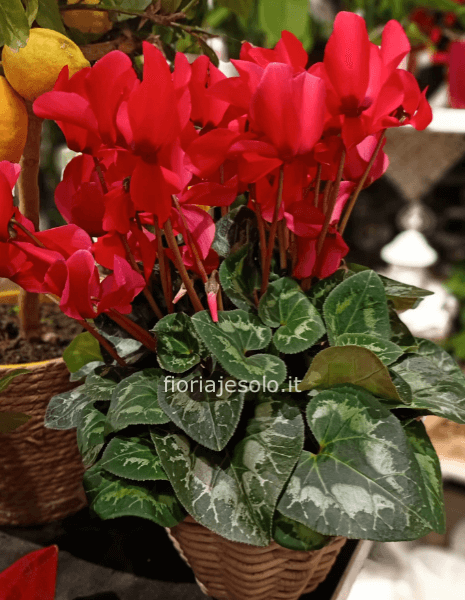 Pianta di ciclamino.