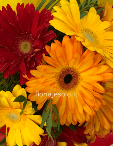 Bouquet di gerbere colori assortiti.