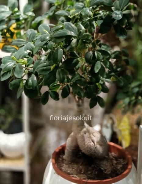 Pianta di ficus “ginseng”  