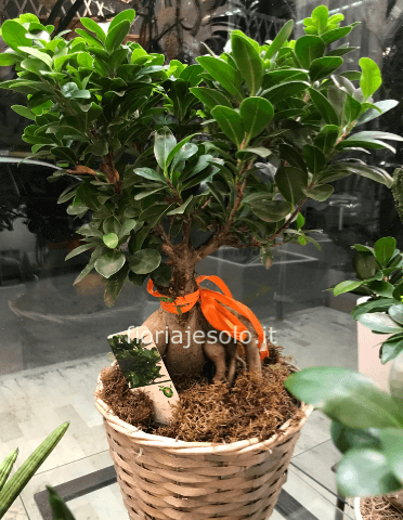 Pianta di ficus “ginseng”