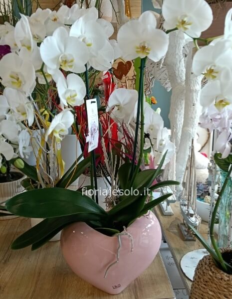 Pianta di Phaleonopsis, con vaso di ceramica a cuore