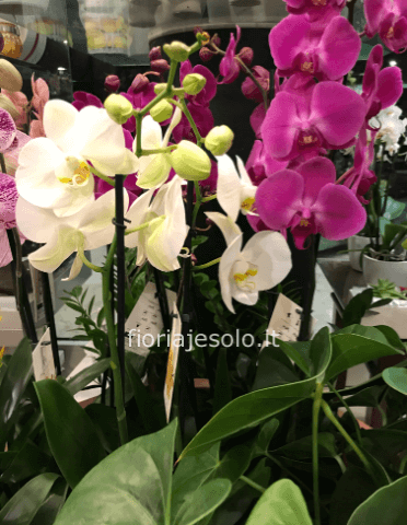 Pianta di Phaleonopsis, diversi colori a richiesta.