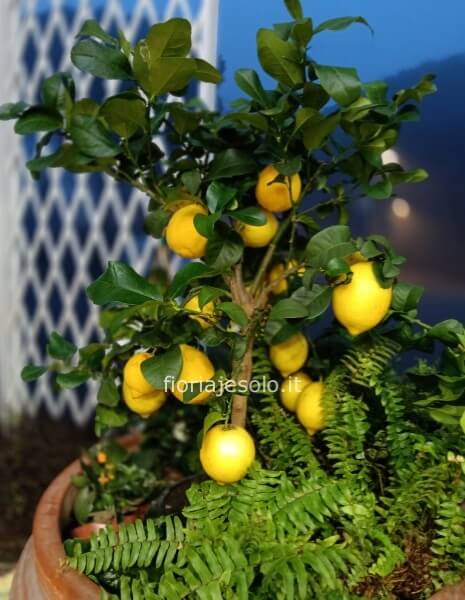 Alberello di limone