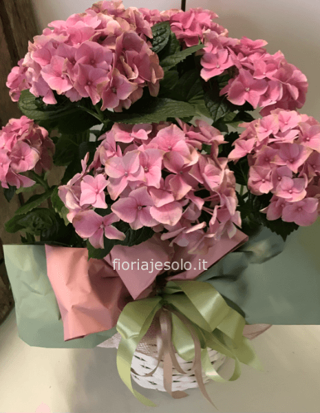 Ortensia vaso 14 con cesto