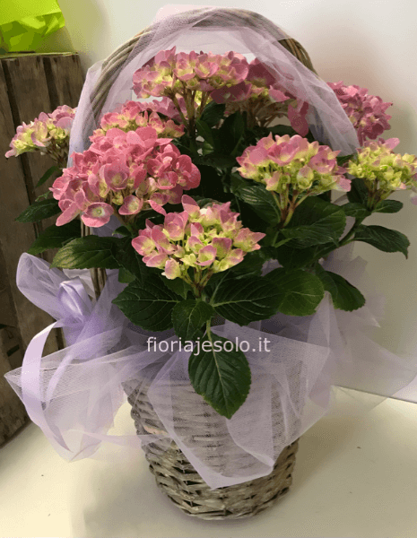 Ortensia vaso 14 in cesto con archetto