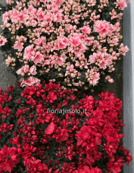 Azalea