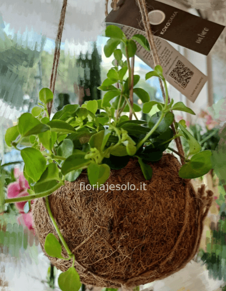 Kokodama con piante secondo disponibilità 