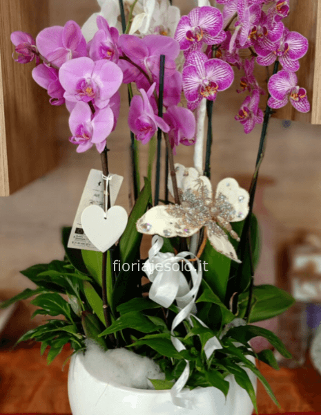 Composizione orchidee