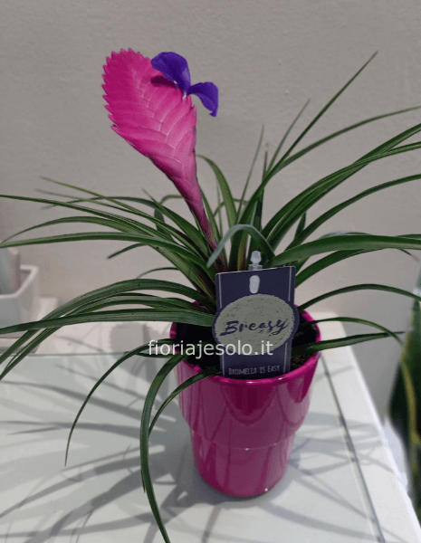 Tillandsia cianea con vaso in ceramica cm 9