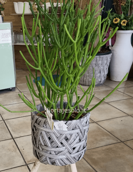 Euphorbia “tirucalli” vaso 20 h. 65