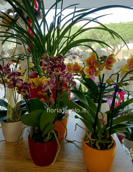 Phaleonopsis due rami con vaso in ceramica cm 9diam h35