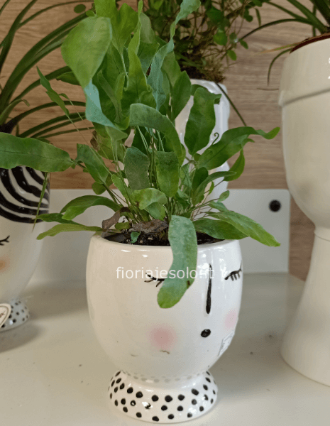 “Faccina a pois” con pianta verde