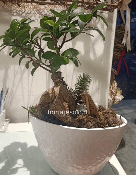 Ficus “ginseng” h. 40 cm, con vaso ovale in ceramica con edera