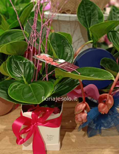 Pianta “Medinilla” confezionata in scatola basica cm 14 h 50