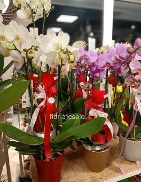 Orchidea phaleonopsis