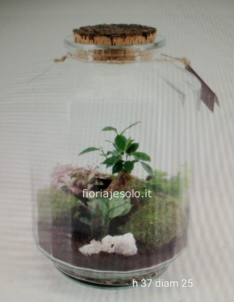 Terrarium: micro mondo verde con ficus ginseng