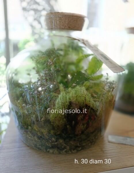 Terrarium: ecosistema