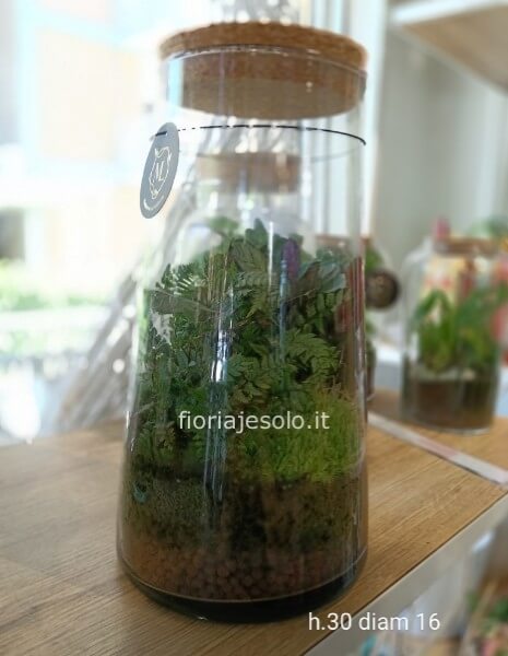 Terrarium: medio alto