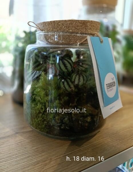 Terrarium