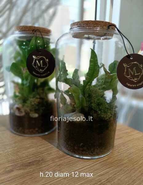 Terrarium con asplenium