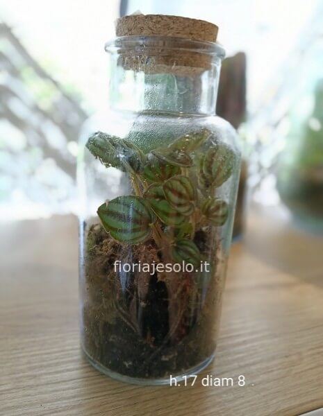 Terrarium piccolo
