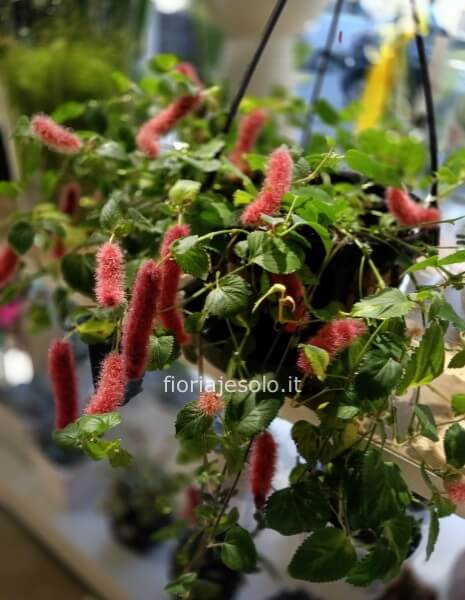 Pianta “califfa”