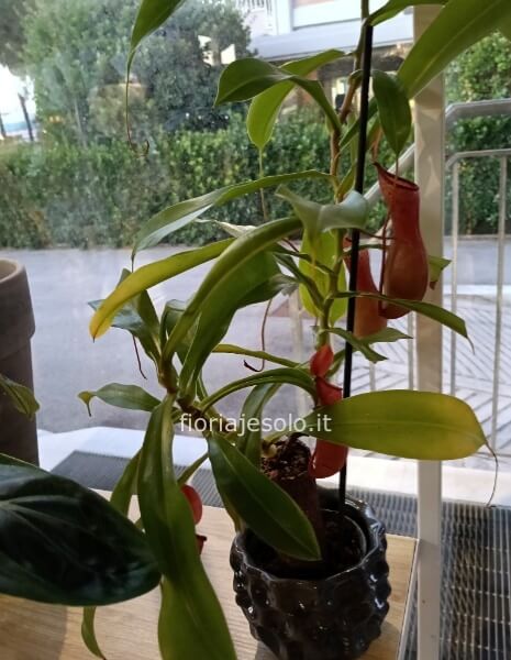 Nepenthes pianta carnivora
