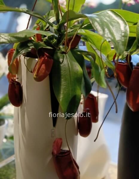 Nepenthes pianta carnivora
