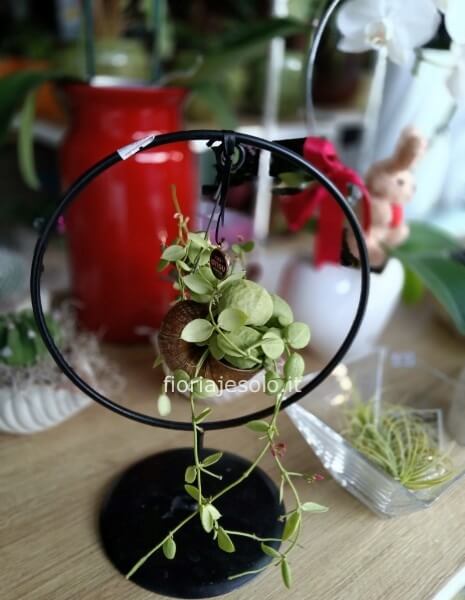 Dischidia “pianta a chiocciola”