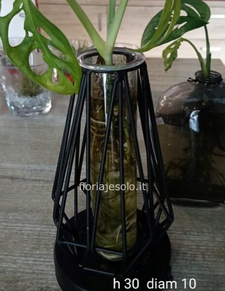 Pianta in idrocoltura in oggetto “design”