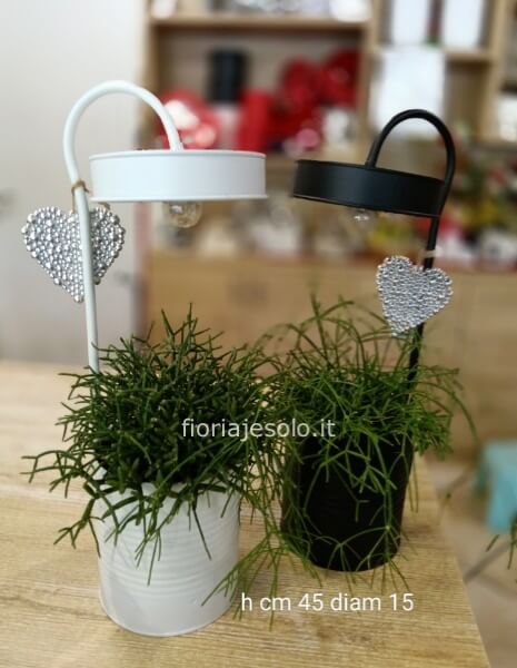 Ripsalis in contenitore “ lampada a led”