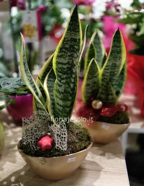 Sansevieria con vaso in ceramica dorata