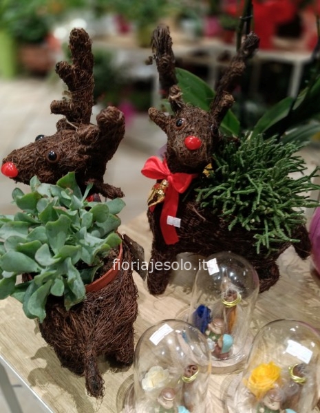 Rudolf la Renna di Babbo Natale con  succulente 