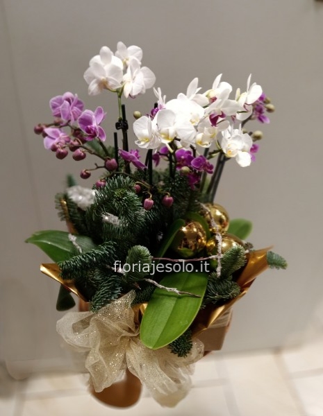 4 Phaleonopsis in confezione natalizia