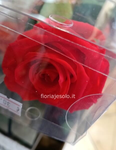 Rosa stabilizzata lunghezza cm 50