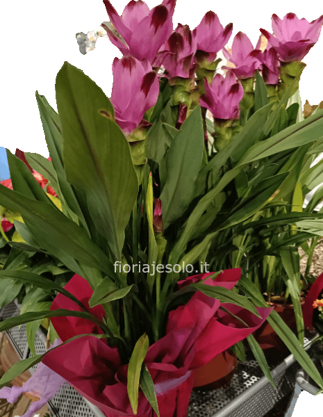 Pianta di curcuma cm 50 vaso 14