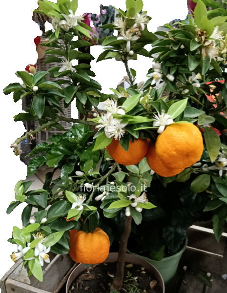 Agrume chinotto