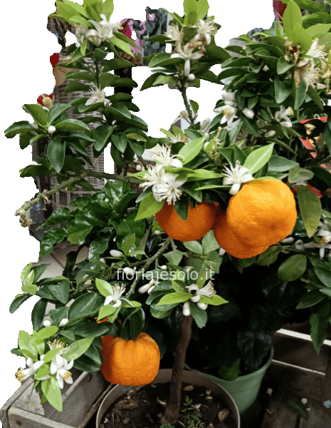 Agrume Chinotto vaso 23 h 80cm