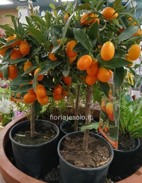 Agrume kumquat vaso 23 h. 80