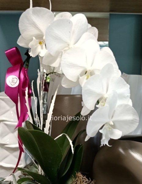 orchidea phaleonopsis bianco