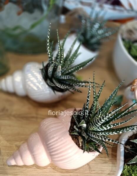 Conchiglia in ceramica con succulenta